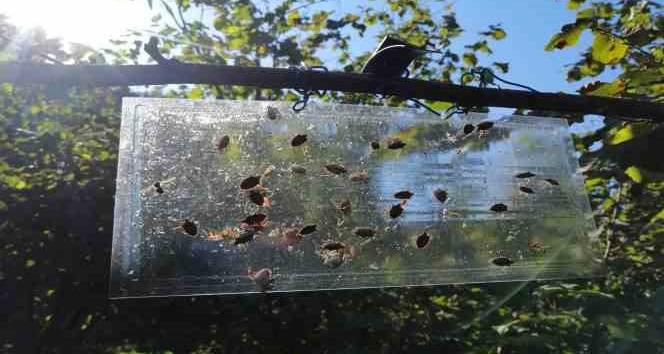 Soydan: “Kahverengi kokarca ile mücadele, fındık için önem taşıyor”