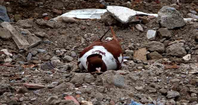 Sahipsiz kalan cins güvercinler deprem enkazında yem aradı