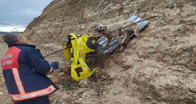 Jiletli telde takılı kalan köpek kurtarıldı