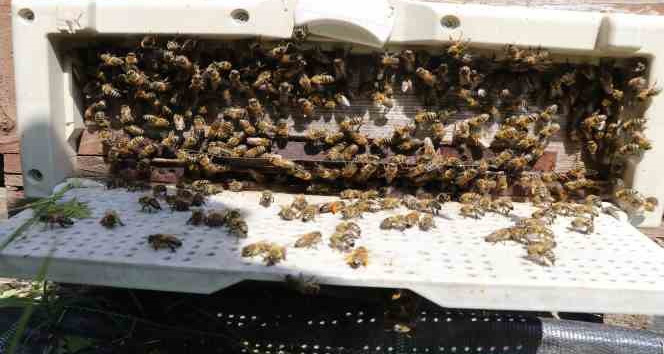 İş adamlarının silah ruhsatı için ’arıcılık’ oyununu jandarma bozdu