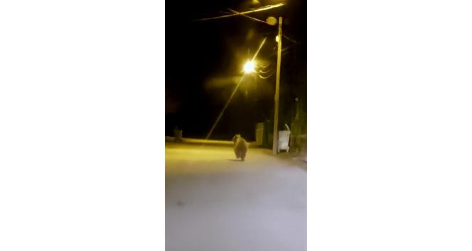 Yozgat’ta ilçe merkezine inen ayı cep telefonu ile görüntülendi