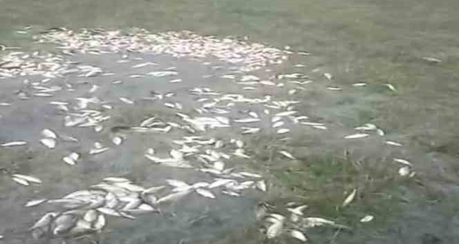 Malatya’da sel nedeniyle taşan göldeki balıklar karaya vurdu
