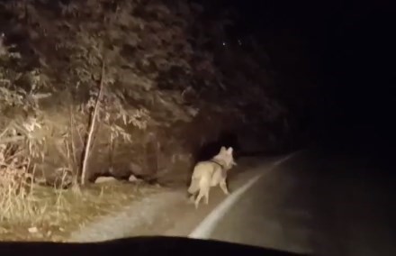 Bing&ouml;l&rsquo;de kurtlar il&ccedil;e merkezinde g&ouml;r&uuml;nt&uuml;lendi

