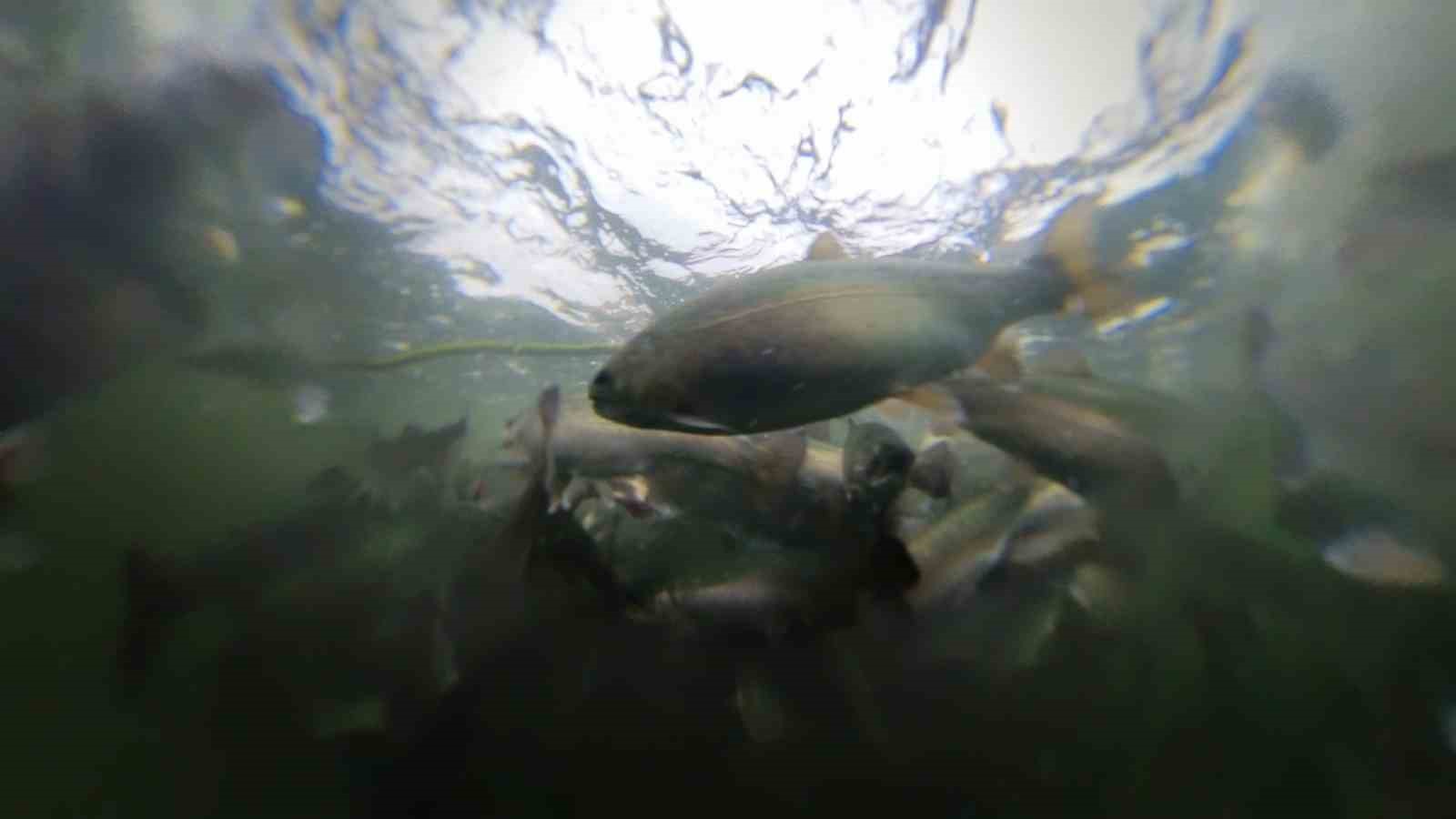 G&uuml;m&uuml;şhane&rsquo;nin karlı dağlarının arasından d&uuml;nyaya balık ihracatı
