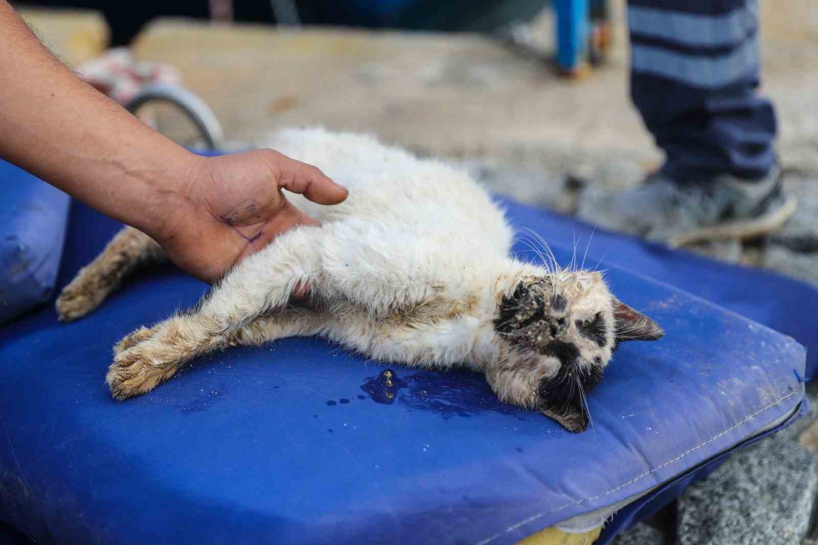 Hafriyat altına sıkışan kedi kalp masajı uygulanarak hayata döndürüldü