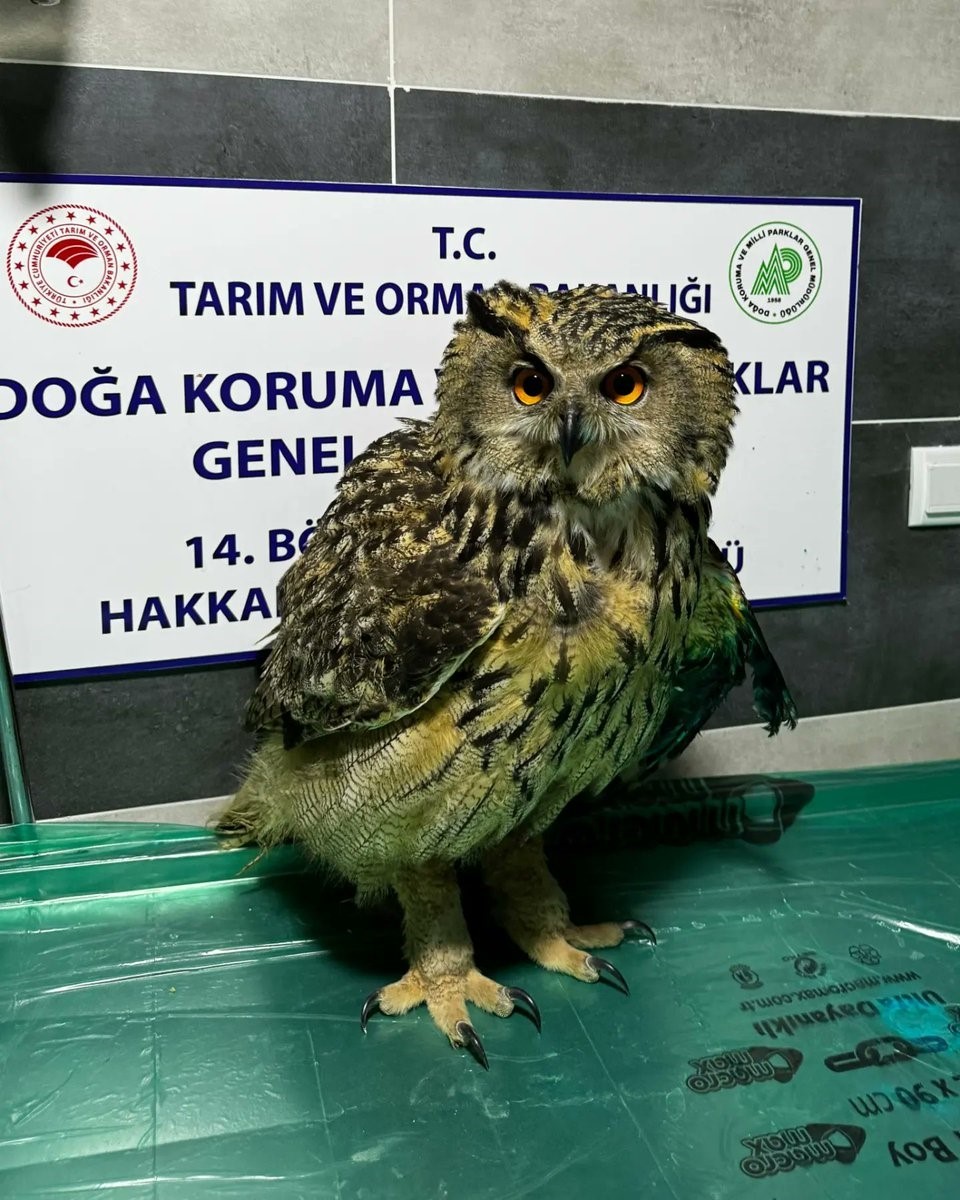 Yüksekova’da yaralı bulunan baykuş tedavi altına alındı