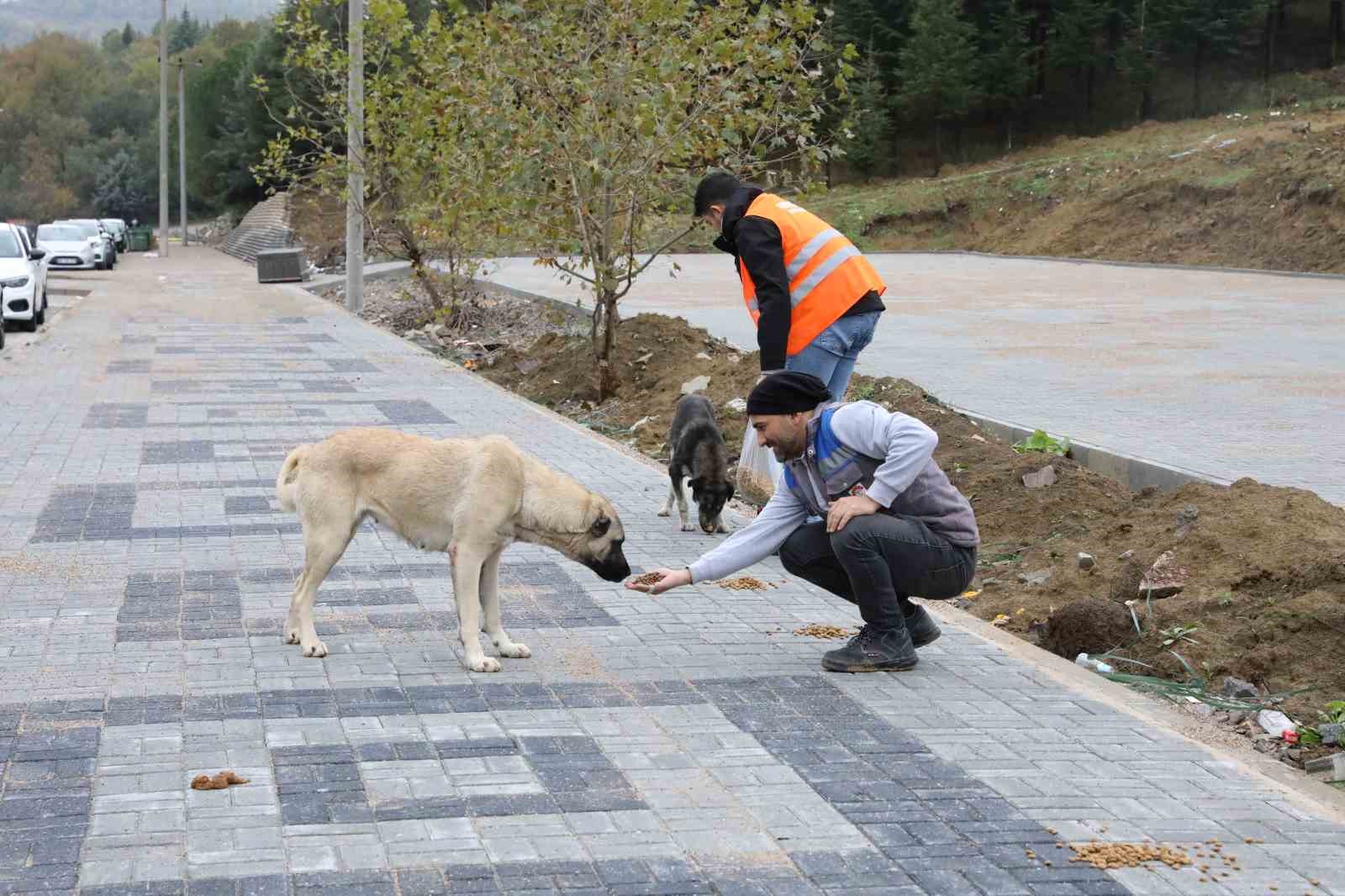 Yalova Belediyesi&rsquo;nden sokak hayvanlarına 11 ayda 28,5 ton mama
