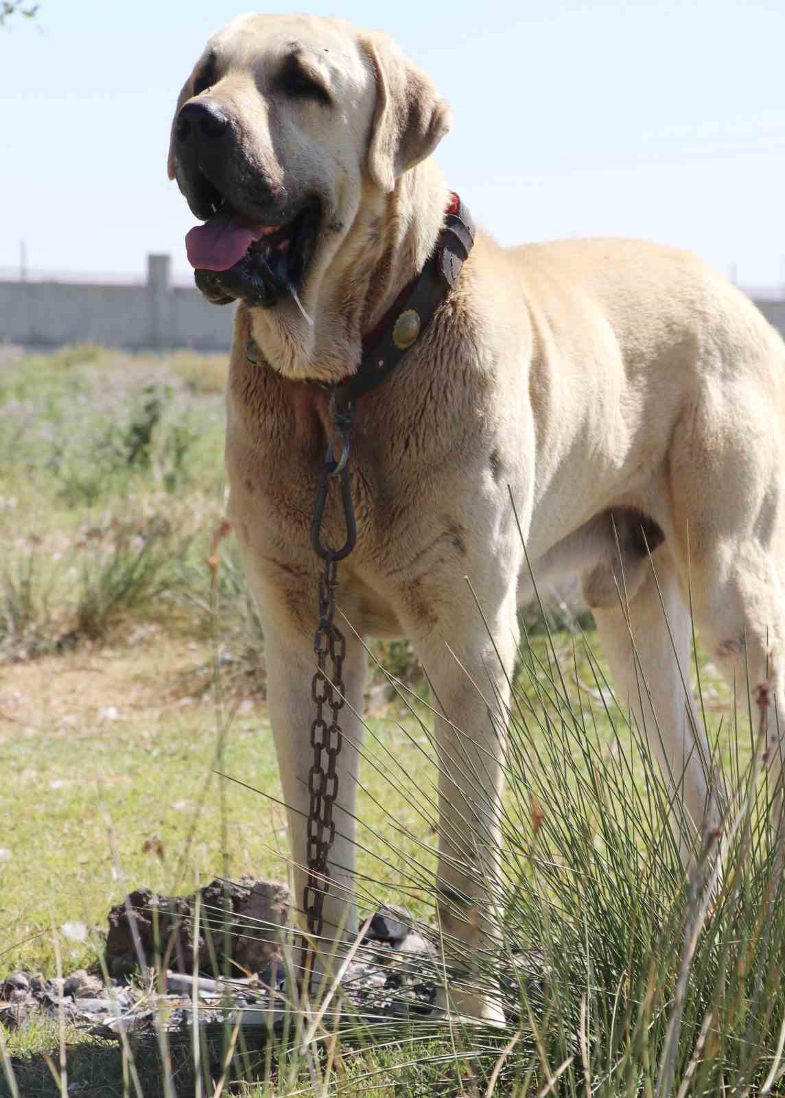 ’Aksaray malaklısı’ 3 bin 500 yıl öncenin savaş köpeği