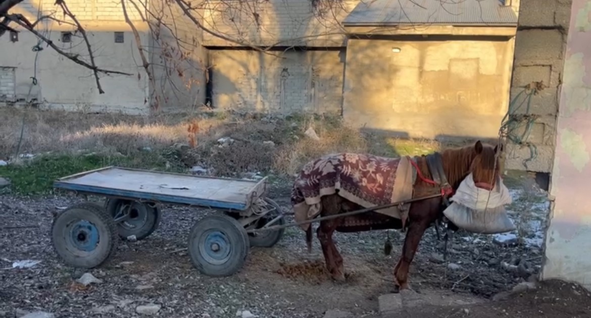 Kar olmayan kentte don etkili oluyor
