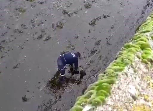 Baraja düşen köpek itfaiye erlerince kurtarıldı