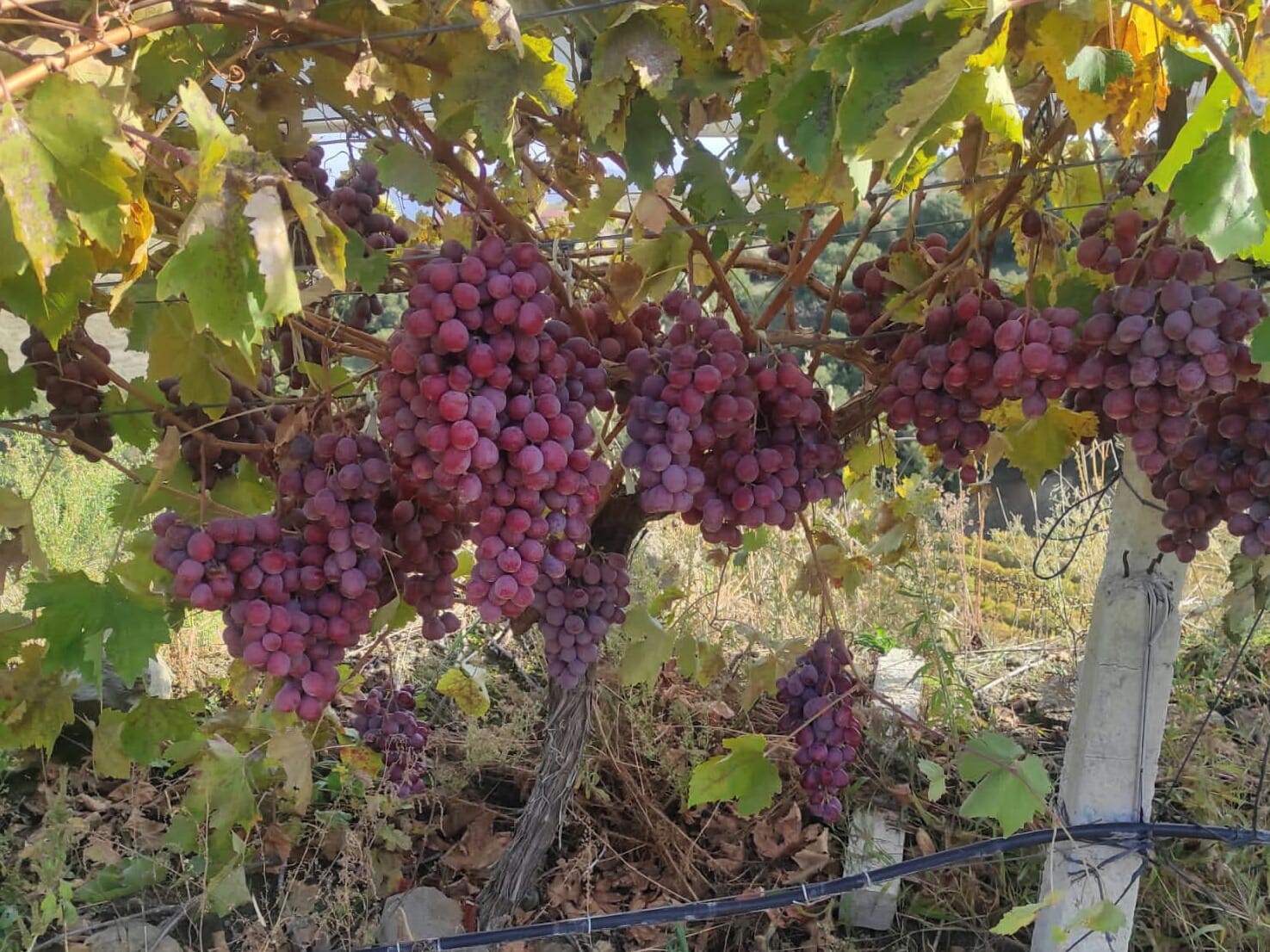 Sarıgöl Ovası açık soğuk hava deposu gibi