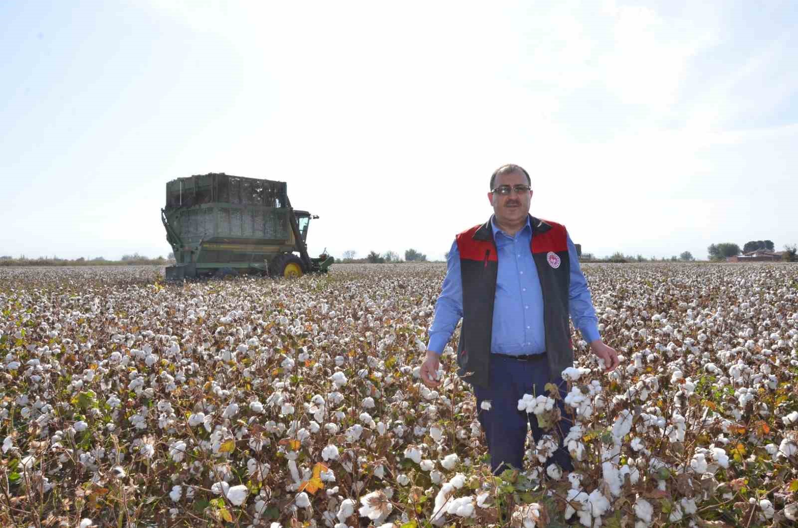 Beyaz altının hasadında sona yaklaşılıyor