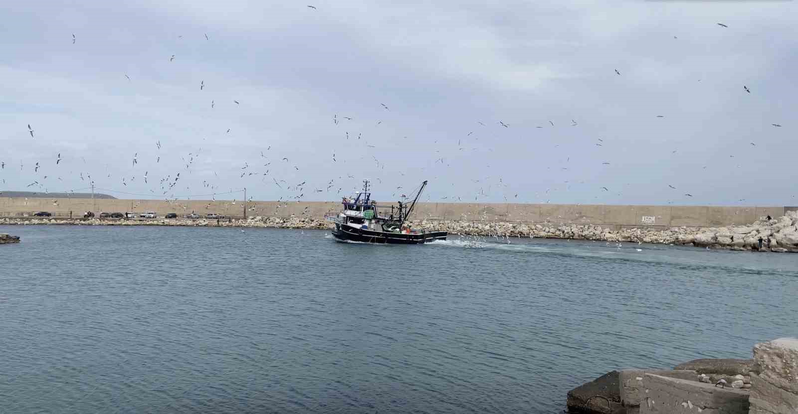 Balık&ccedil;ının y&uuml;z&uuml; g&uuml;ld&uuml;: İstavrit bolluğu yaşandı
