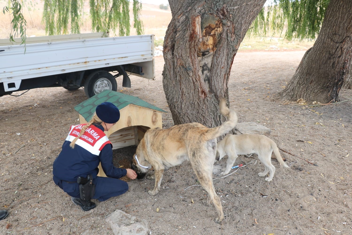Jandarma ekipleri sahipsiz köpeklere reflektörlü tasma takıyor
