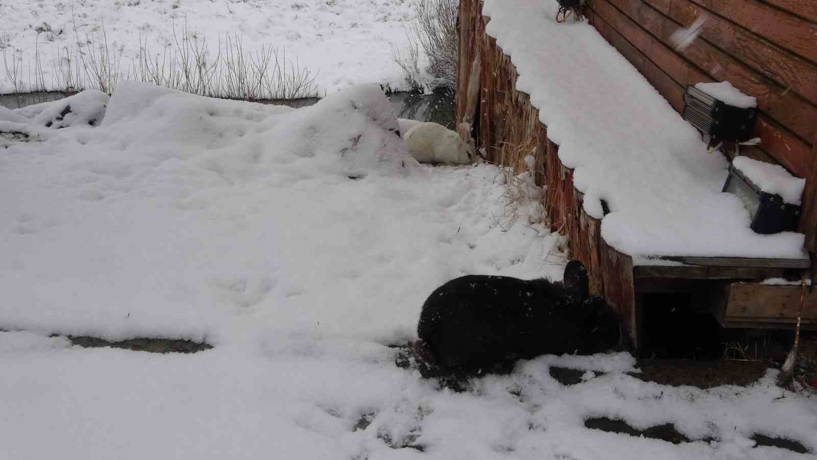Kar altında beslenen 2 tavşan böyle görüntülendi