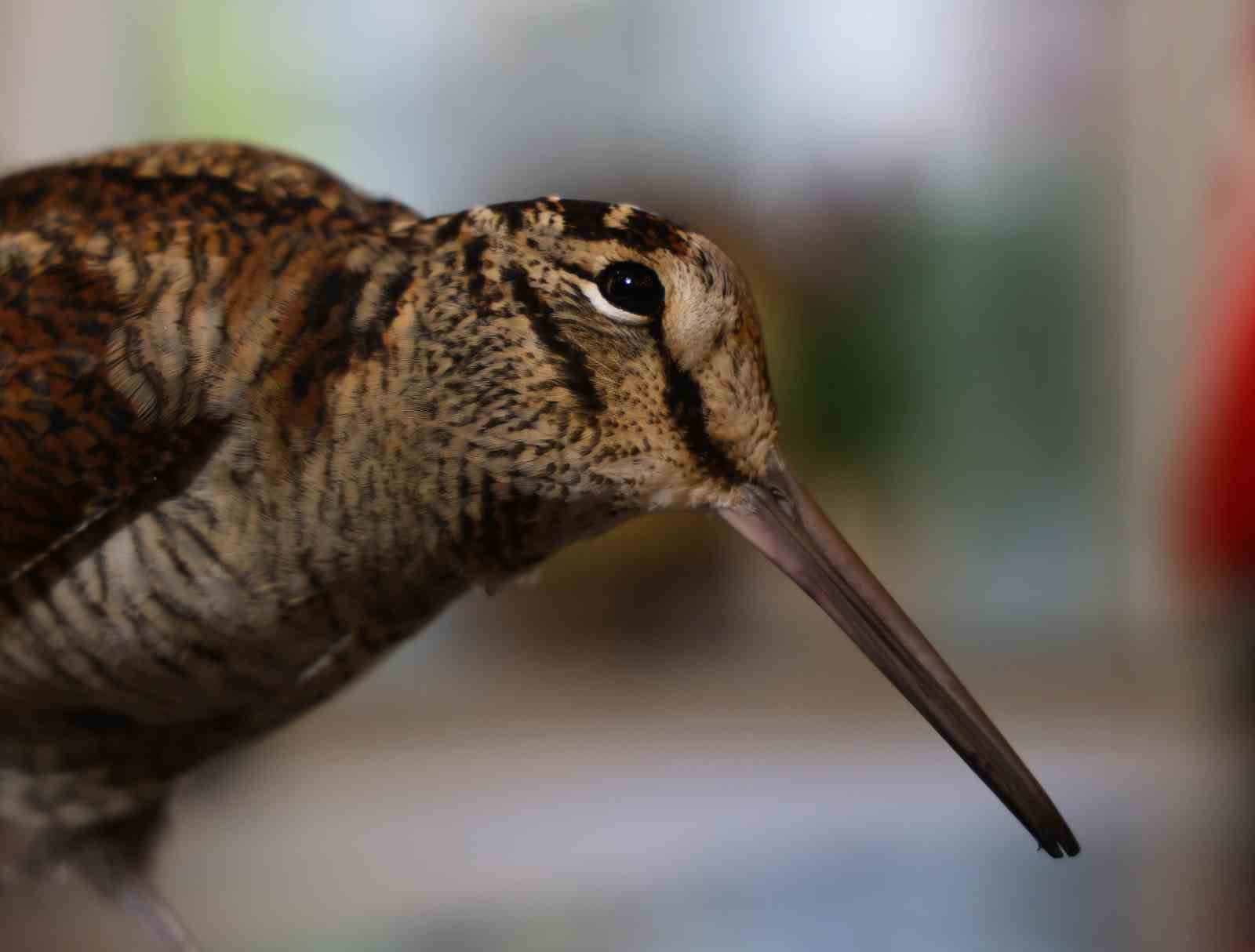 Nadir g&ouml;r&uuml;len &lsquo;Sibirya su&ccedil;ulluğu&rsquo; yaralı olarak Adana&rsquo;da bulundu
