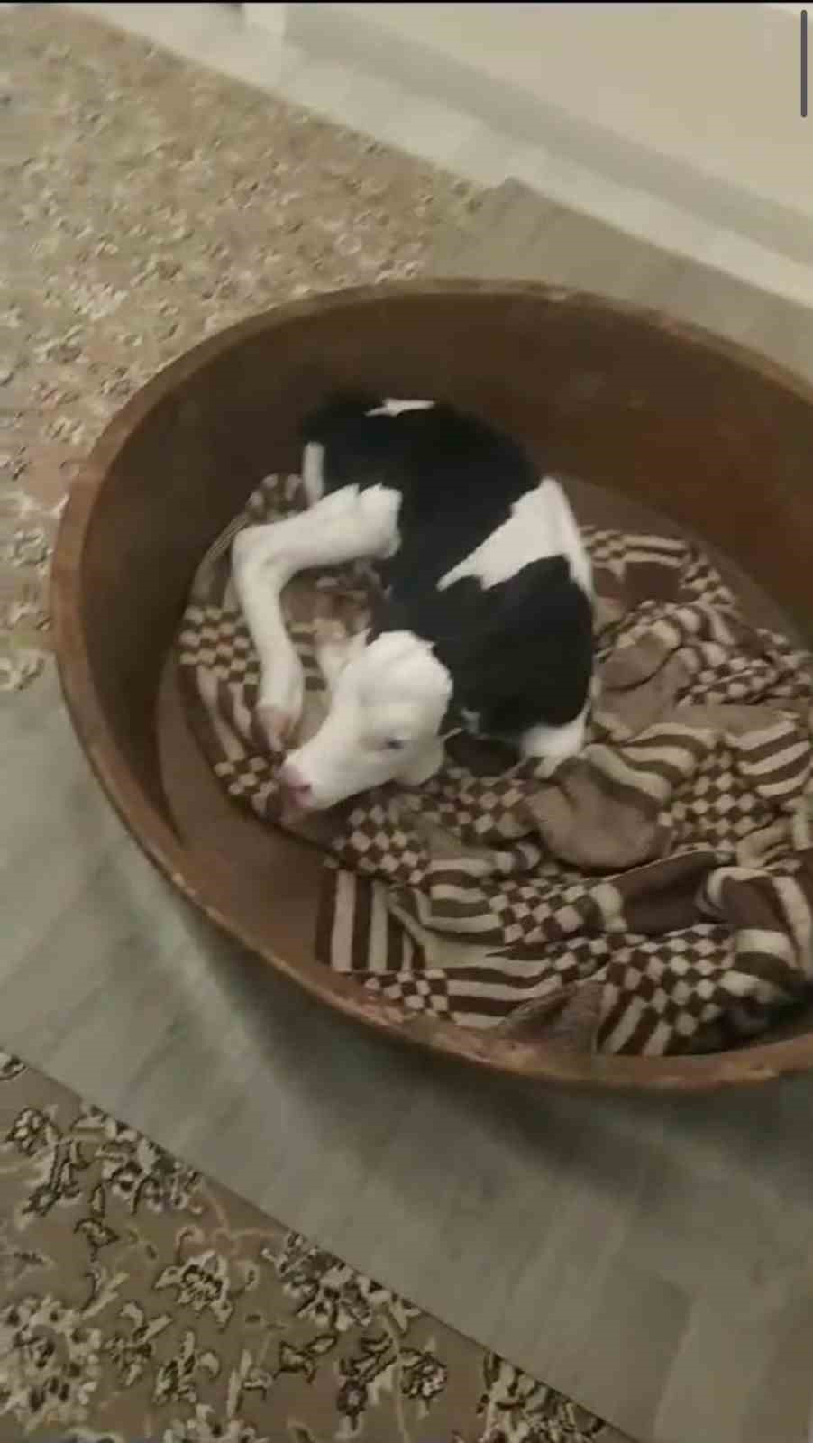 Buzağıyı biberonla besleyen çocuk yürekleri ısıttı