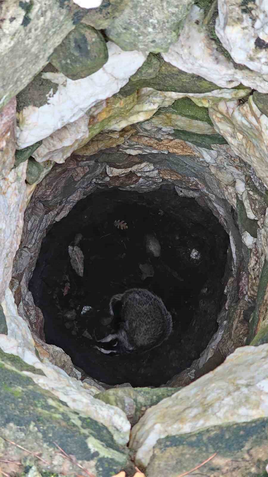 Kuyuya d&uuml;şen porsuğu ekipler kurtardı
