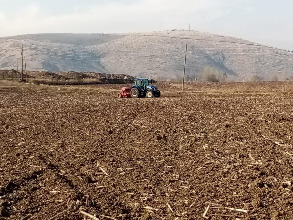 Bin yıllık ata tohumu ‘Karakılçık’ buğdayı toprakla buluştu
