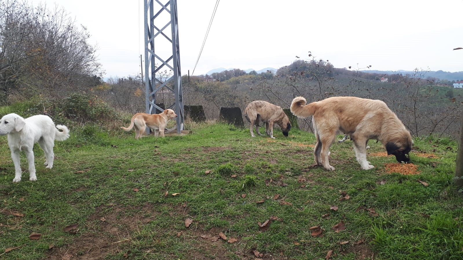 &Uuml;nye&rsquo;de, belediye tarafından &uuml;retilen 4 ton kuru mama sokak hayvanlarına dağıtıldı
