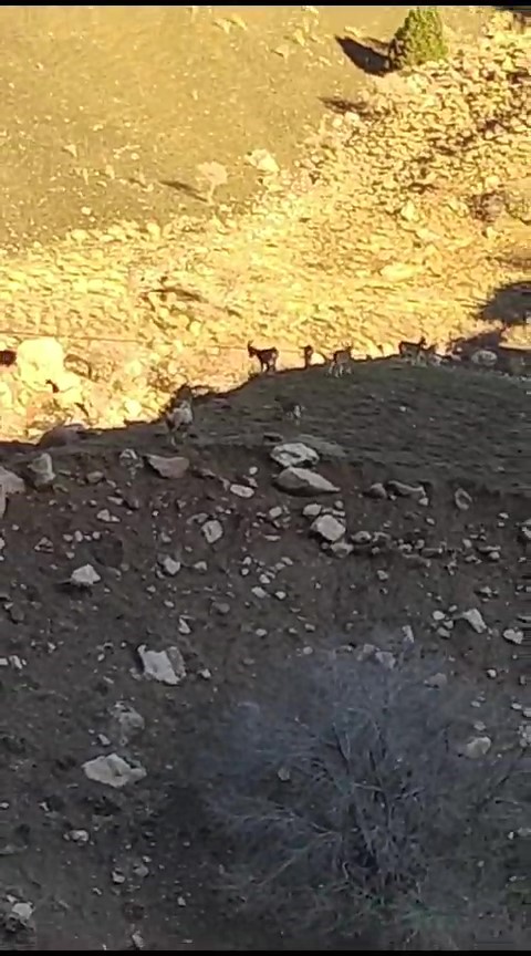 Yüksekova-Van karayolunda sürü halinde dağ keçisi görüntülendi