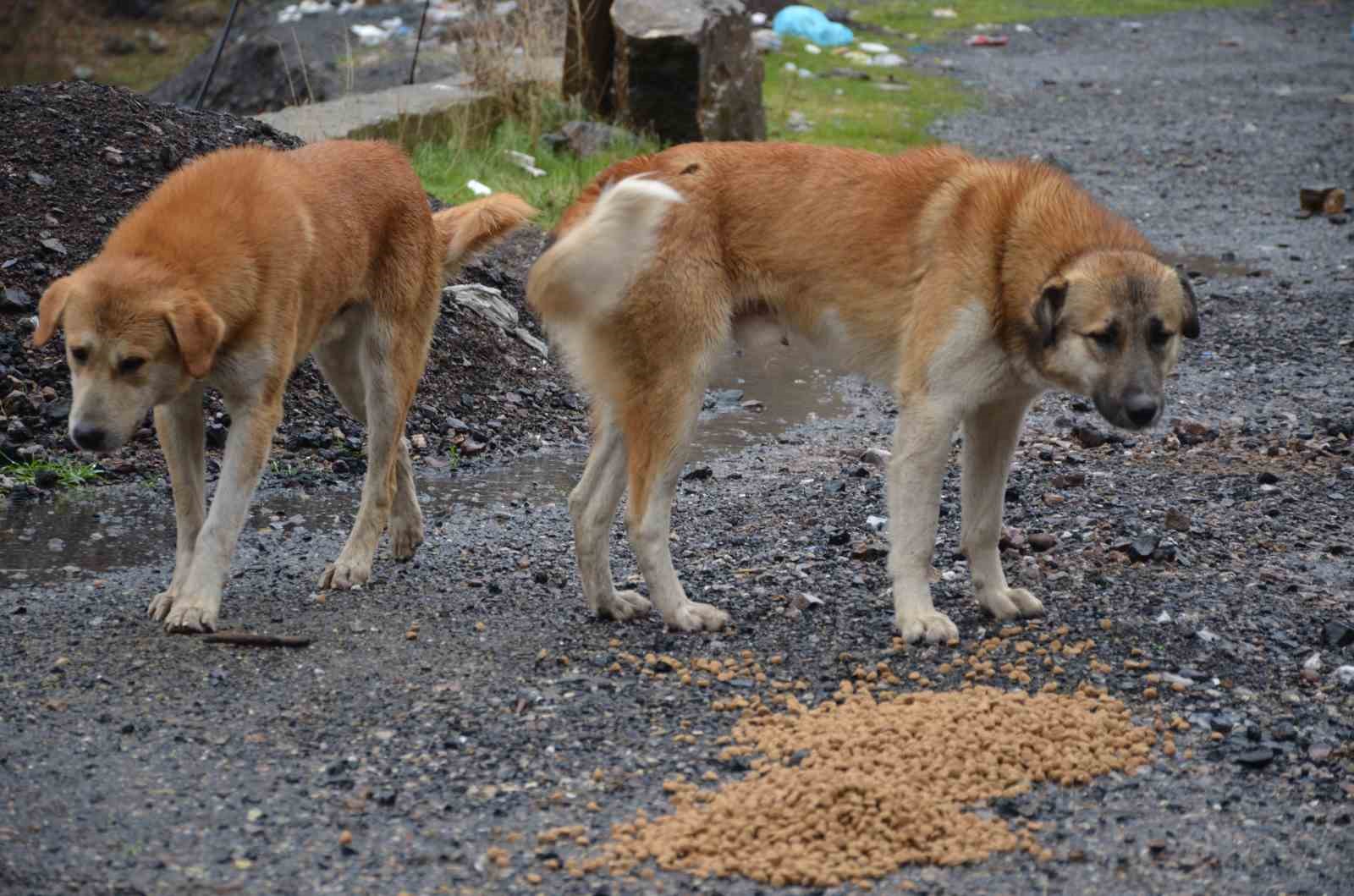 Beytüşşebap’taki sokak köpekleri yalnız bırakılmadı