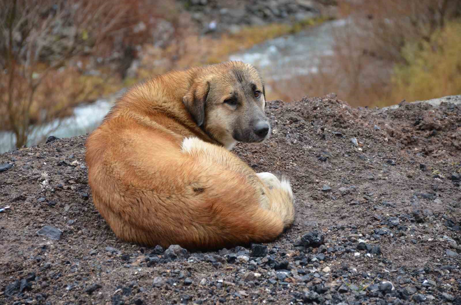 Beyt&uuml;şşebap&rsquo;taki sokak k&ouml;pekleri yalnız bırakılmadı
