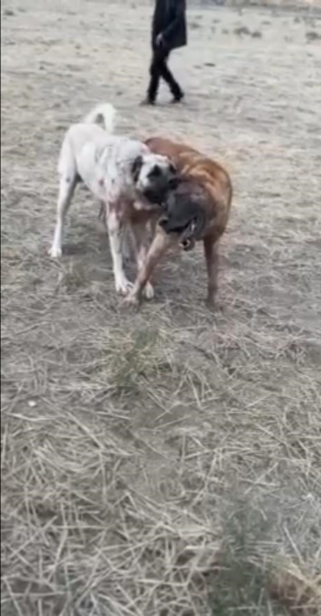 Köpekleri öldüresiye dövüştürdüler
