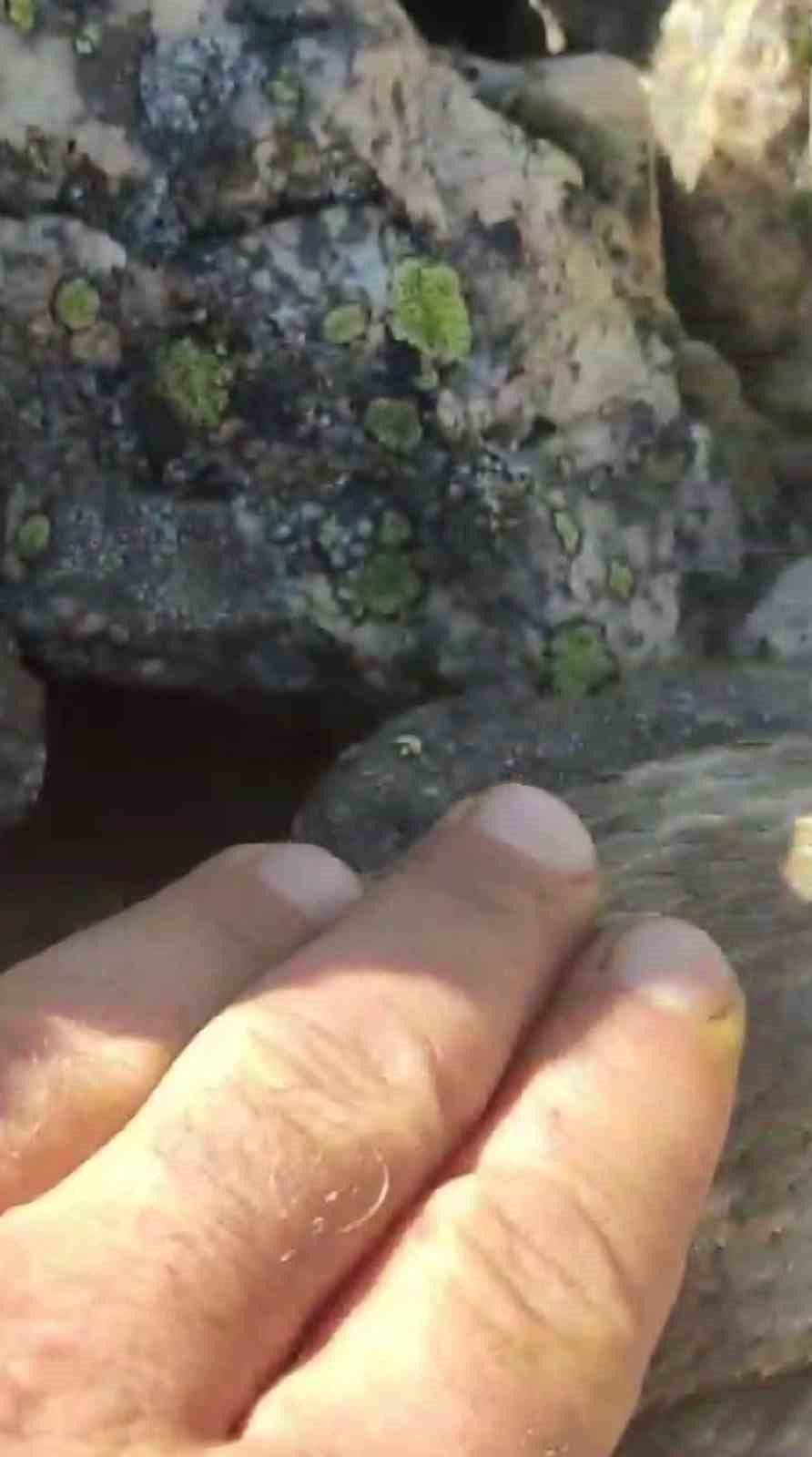 Dünyanın en zehirli yılanını kedi sever gibi sevdi