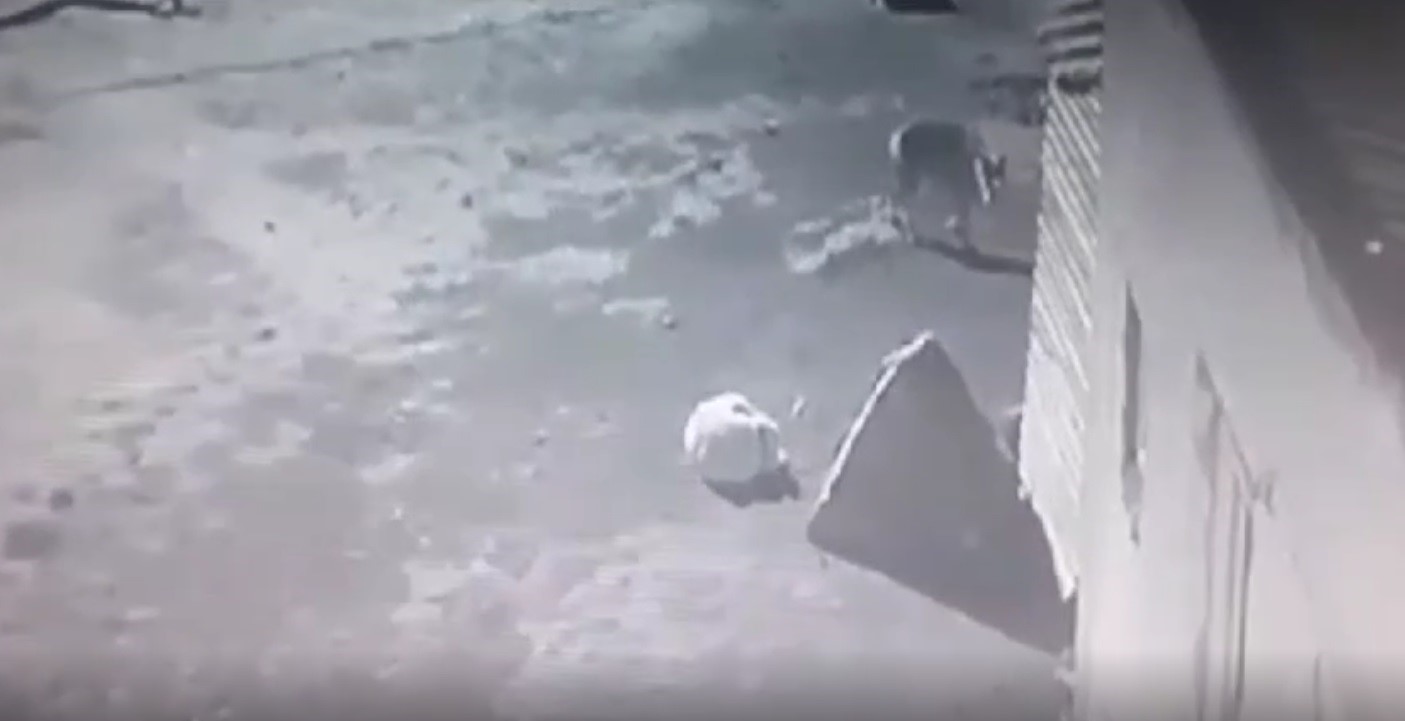 Kars&rsquo;ta a&ccedil; kalan kurt, k&ouml;peği g&ouml;t&uuml;rd&uuml;, o anlar kaydedildi
