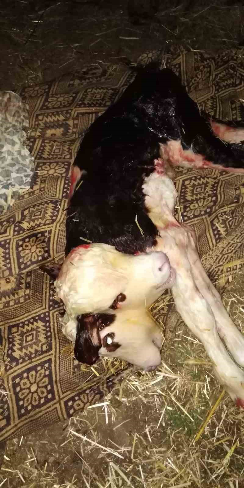 Tokat&rsquo;ta &ccedil;ift başlı buzağı doğdu
