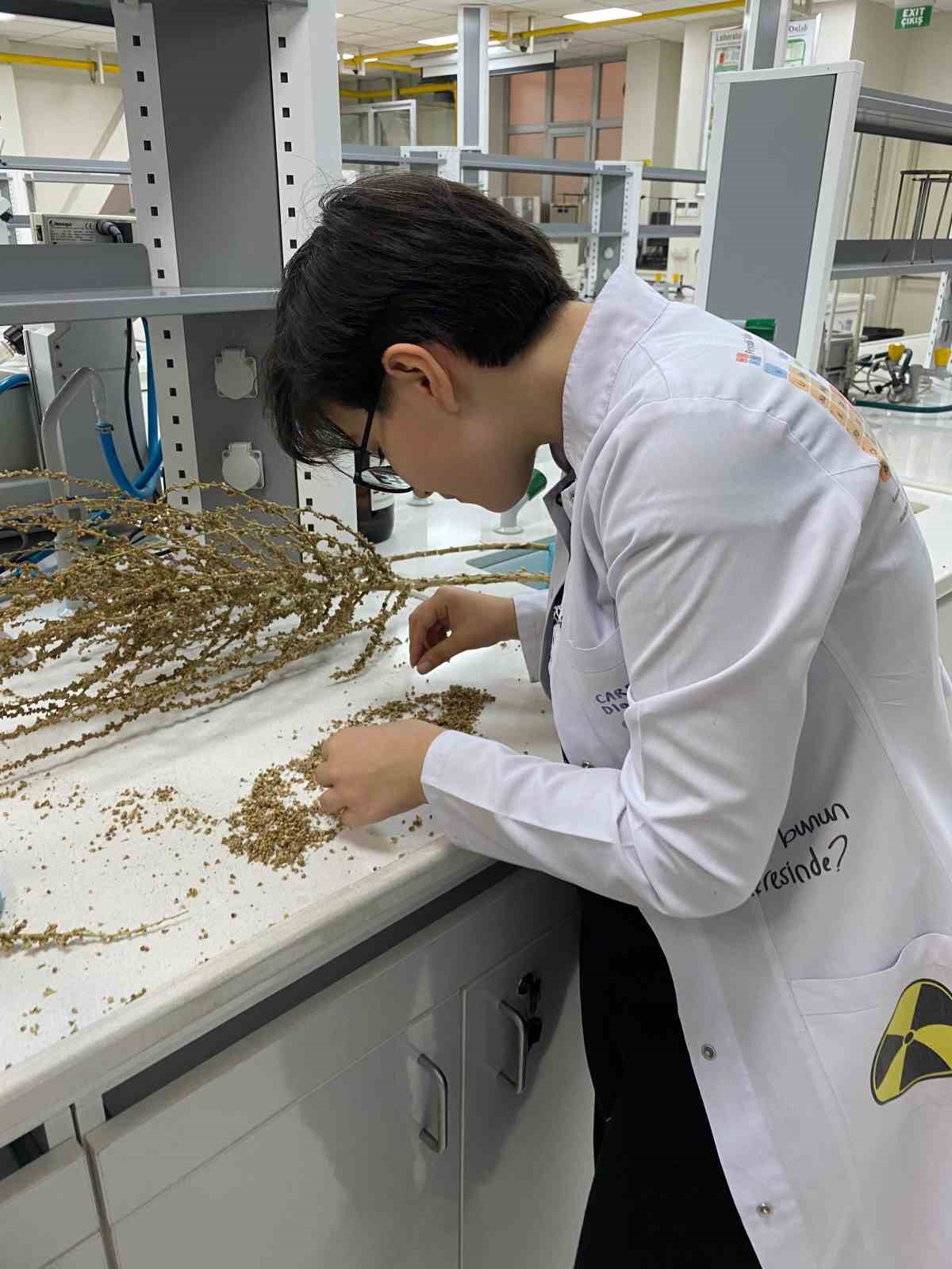 Eskişehirli &ouml;ğrenciler sığırkuyruğu bitkisi ile kanserli h&uuml;creyi iyileştirdi
