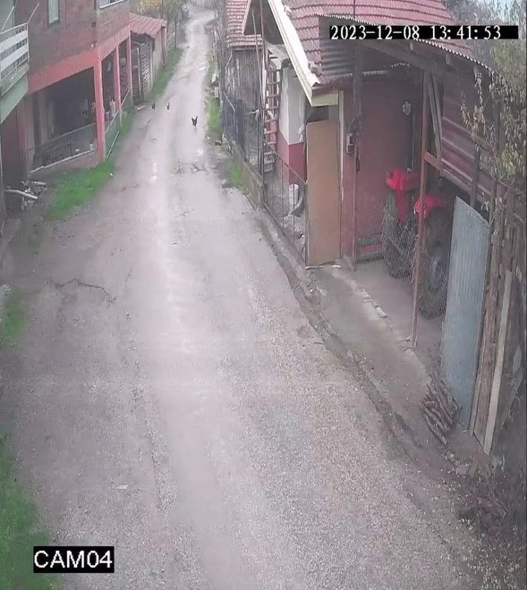 A&ccedil; kalan tilki tavuklara ve horoza saldırdı
