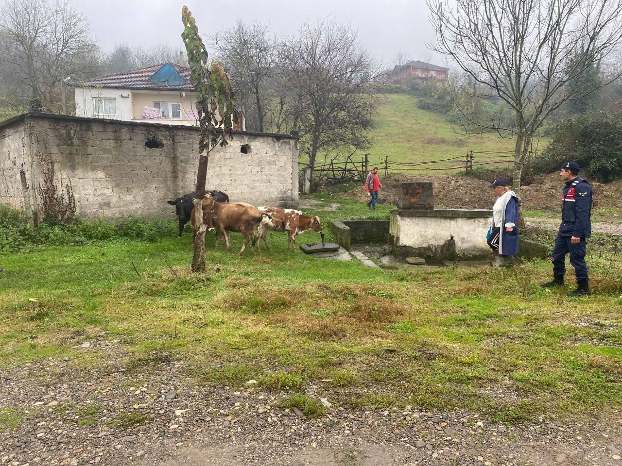 G&ouml;k&ccedil;ebey&rsquo;de kayıp b&uuml;y&uuml;kbaş hayvanlar sahibine teslim edildi
