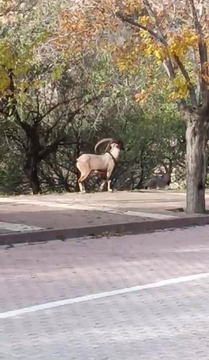 Nesli tükenme tehlikesinde: Şehre kadar indirler
