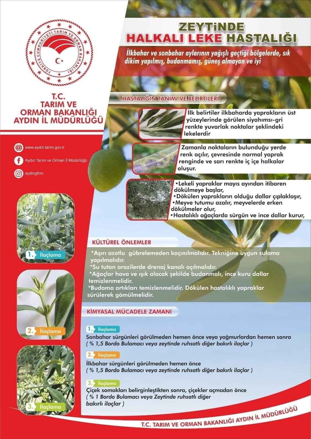 Zeytinde Halkalı Leke Hastalığı riski y&uuml;ksek seviyeye ulaştı
