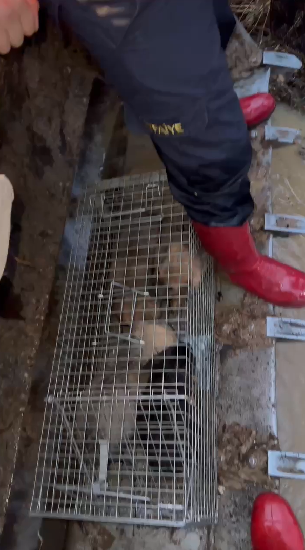 Yalova’daki su baskınında itfaiye 4 yavru köpeği kurtardı
