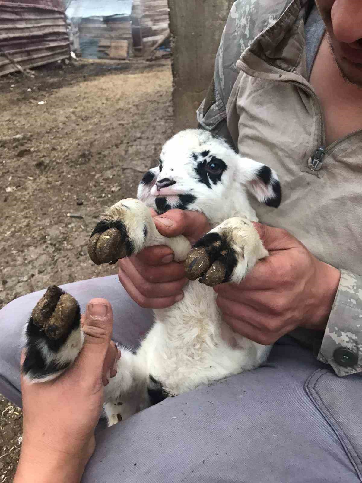 Tokat’ta 2 gün arayla doğan yavru hayvanlar şaşırttı