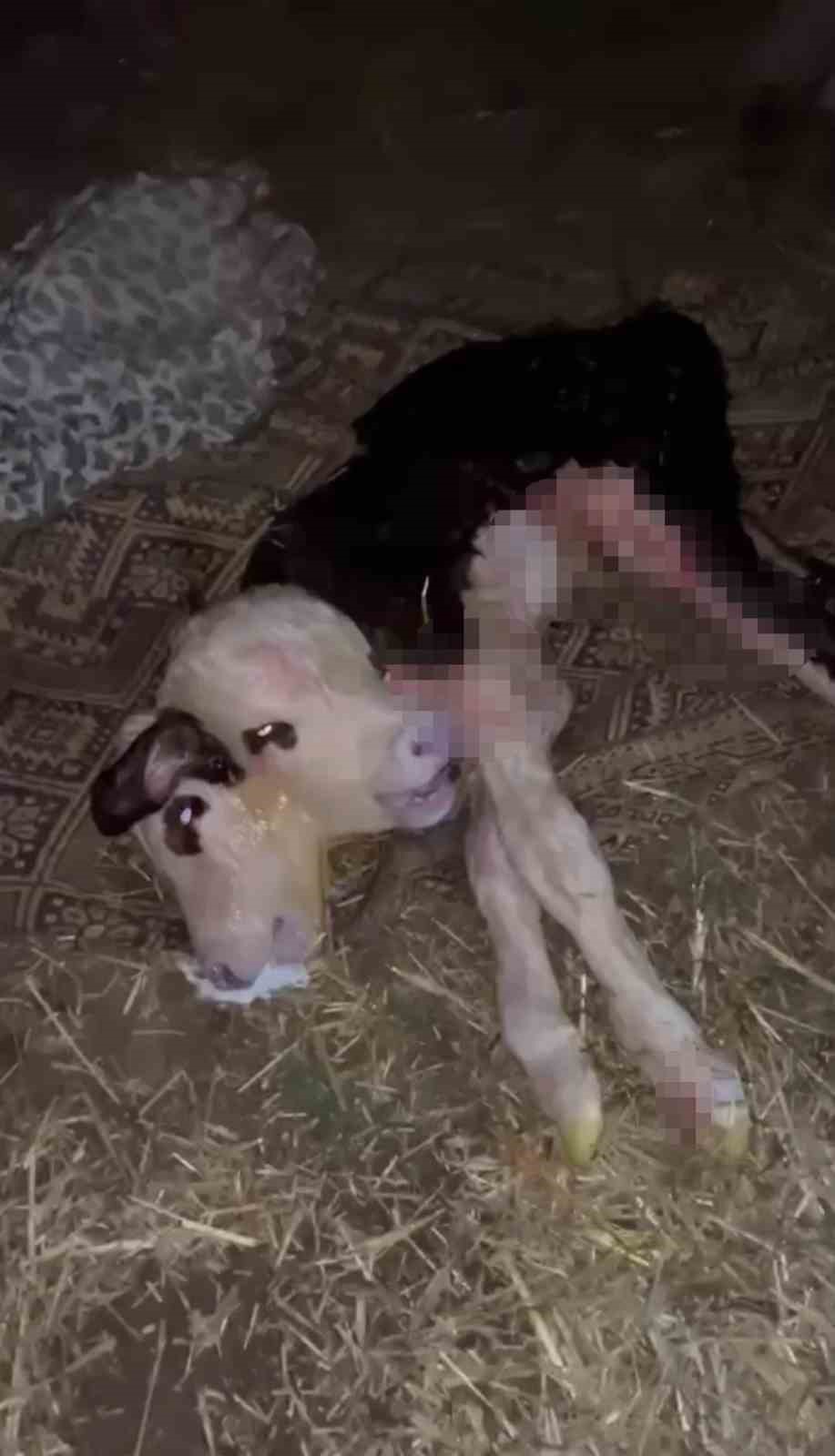 Tokat’ta 2 gün arayla doğan yavru hayvanlar şaşırttı