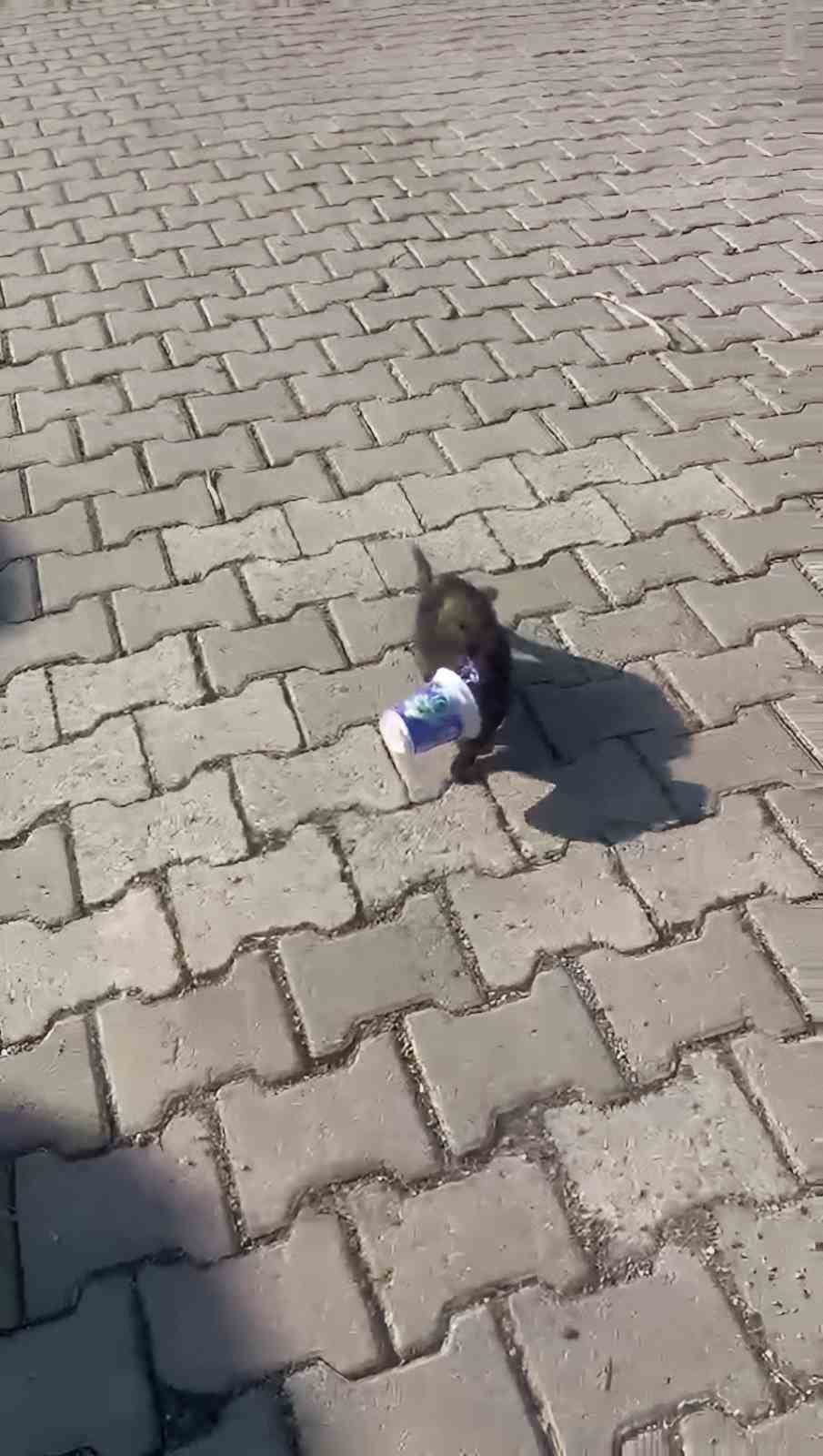 Siirt&rsquo;te kafasını ayran kutusuna sıkıştıran yavru kediyi bir vatandaş kurtardı
