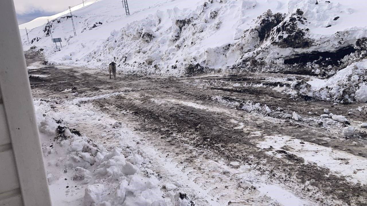 Karayolu üzerine terk edilen başıboş köpekler tehlike saçıyor
