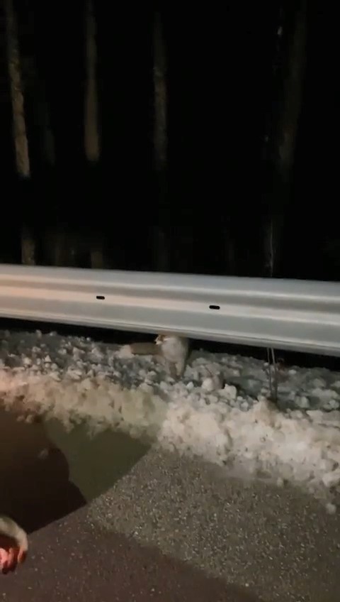 Uludağ&rsquo;ın &lsquo;Uyuyamayan&rsquo; ayı ailesi kendilerini rahatsız eden k&ouml;peğe saldırdı
