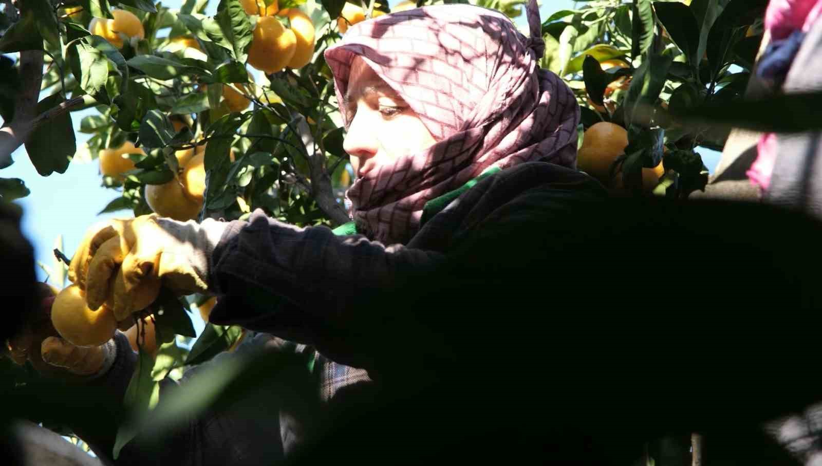 Hatay’ın mandalinasına Nilüfer desteği