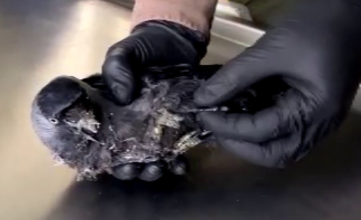 Erzurum’da kargaya şefkat eli uzandı