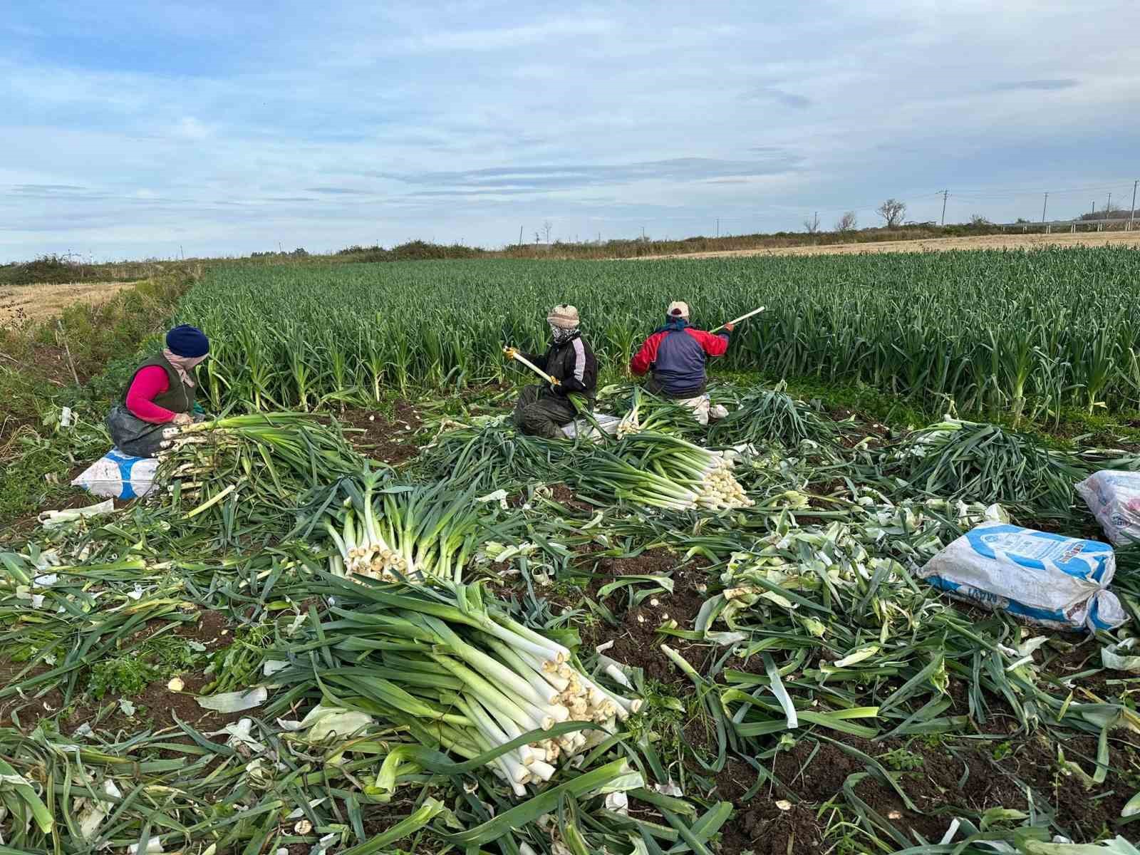 Bafra Ovası’nda pırasa hasadı