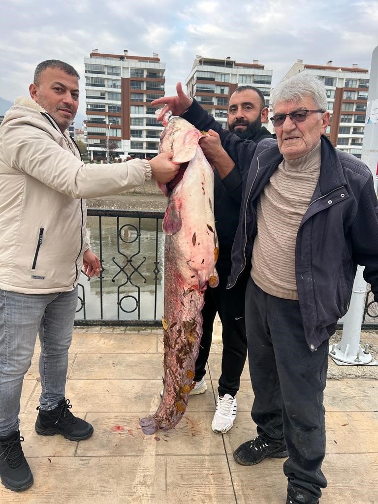 Yeşilırmak Nehri'nde 1,5 metrelik yayın balığı yakalandı