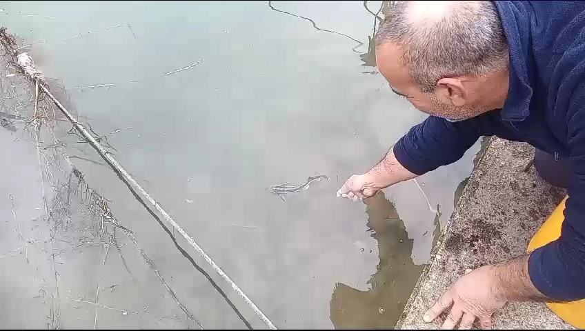 Balıkçı ağlarına takılan mersin balıkları denize salındı