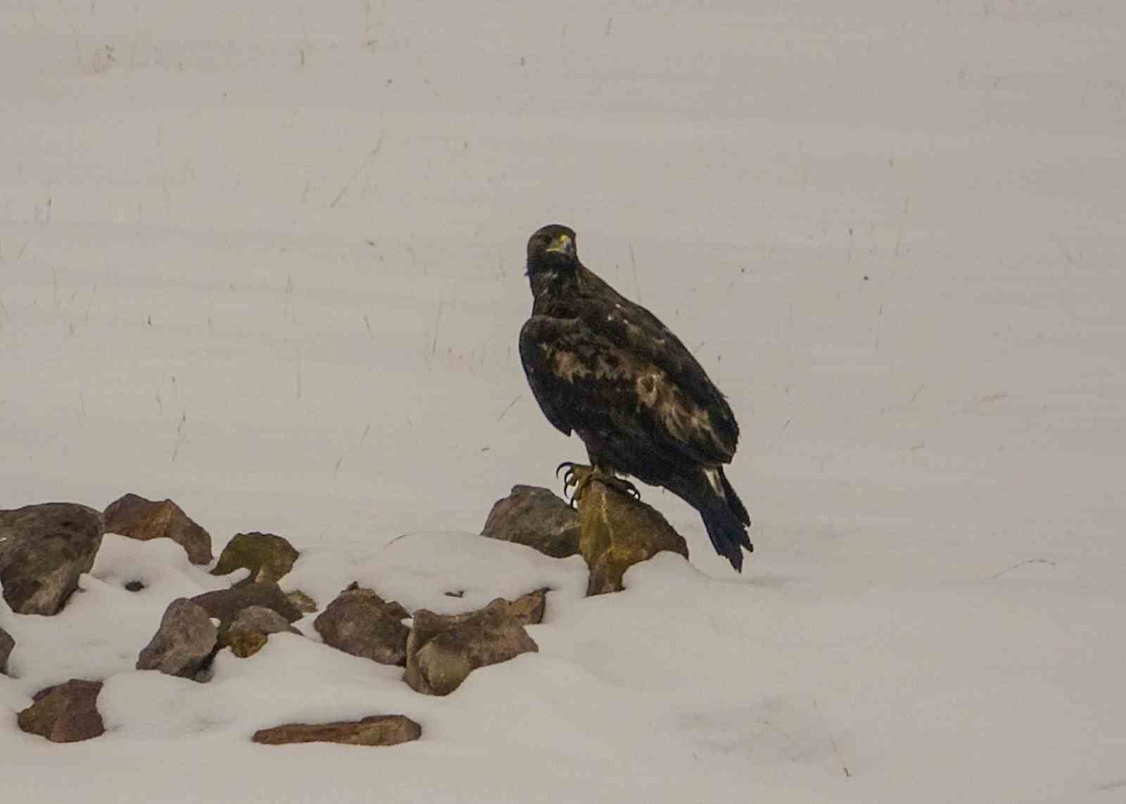 Ardahan&rsquo;da kara akbaba g&ouml;r&uuml;nt&uuml;lendi

