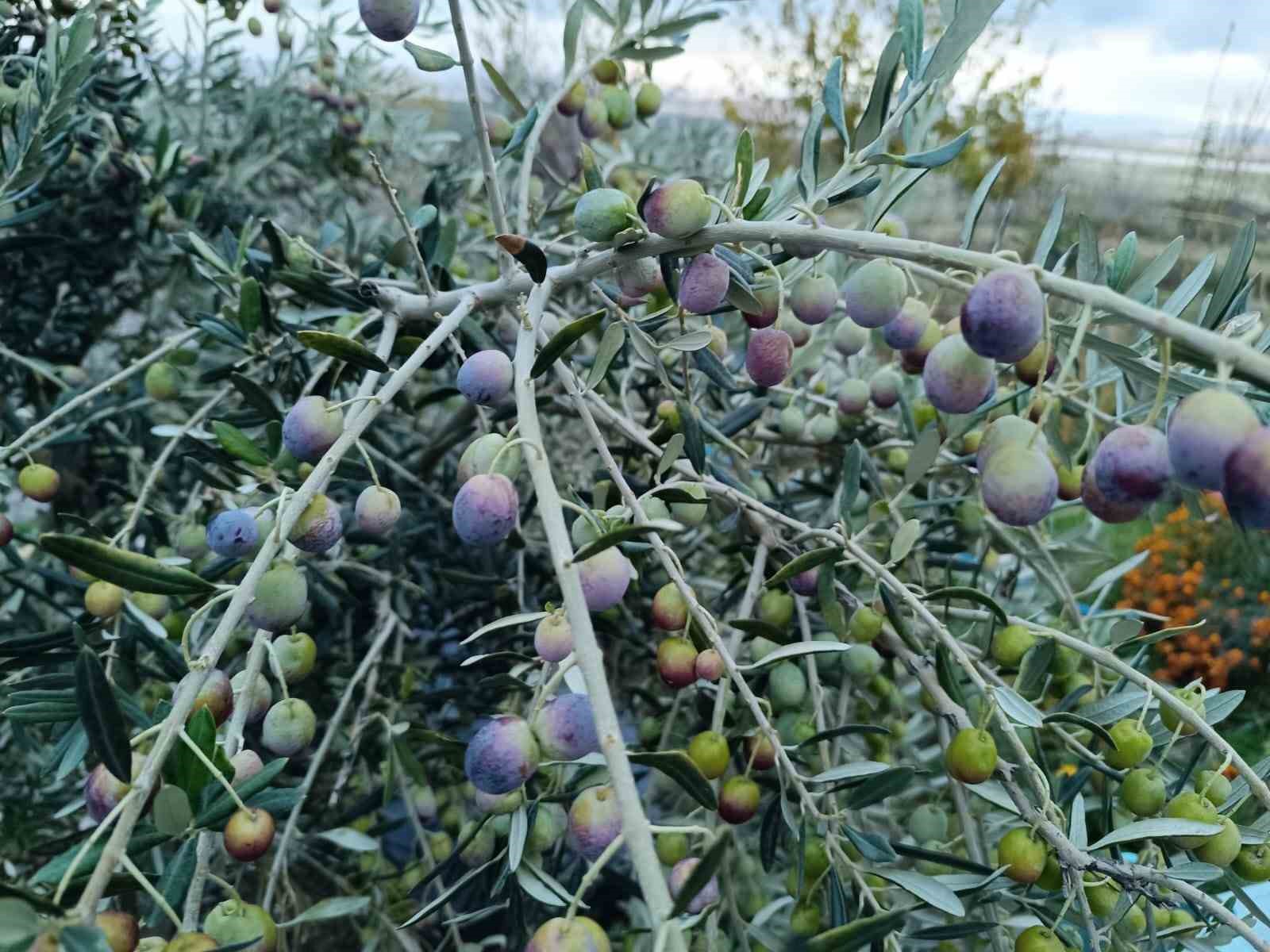 Deneme amaçlı ektiler, bol verimle mutlu oldular
