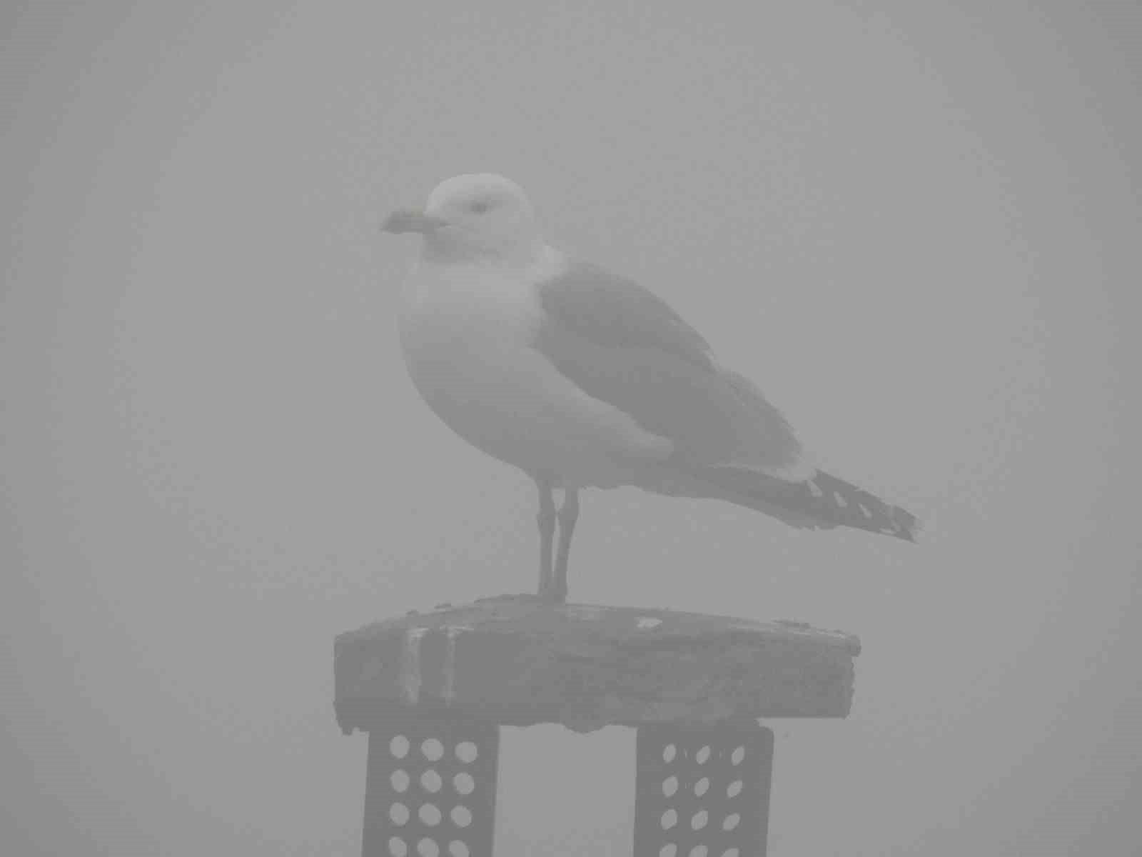 Edirne yoğun sis: G&ouml;z g&ouml;z&uuml; g&ouml;rm&uuml;yor
